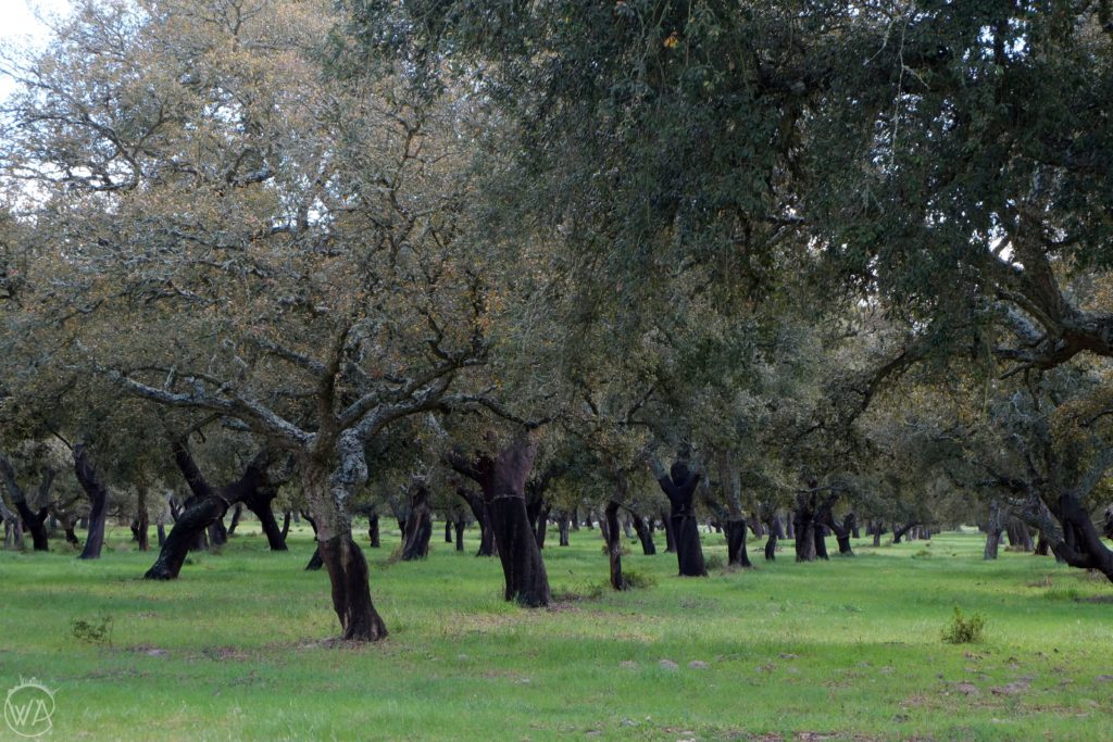Cork trees in Portugal during Portugal road trip - how to spend 4 days in Portugal 