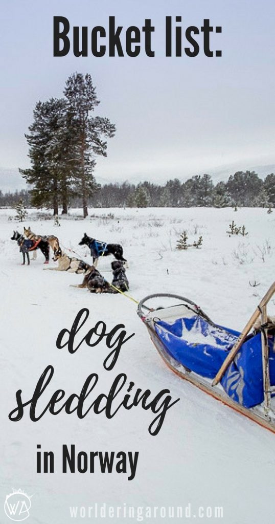 Bucket list activity: Dog sledding in Norway - where to try dog sledding to have a happy Husky safari? Norway winter travel, things to do in Norway | Worldering around #Norway #huskysafari #dogsledding