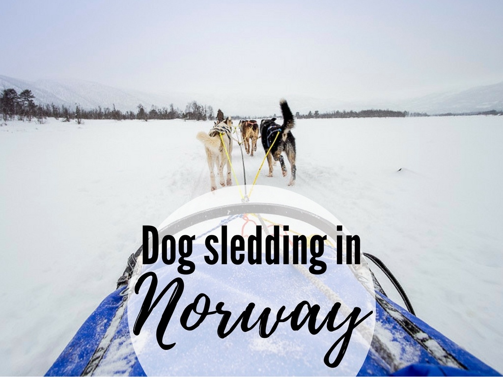 dog sledding in Norway