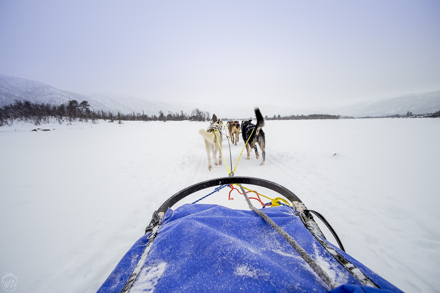 Dog sledding Tromso winter