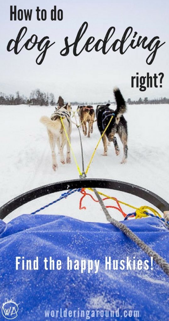How to do the dog sledding right? Find the happy Huskies for a great Husky safari in Norway! Norway travel winter bucketlist, top things to do in Norway | Worldering around #Norway #winter