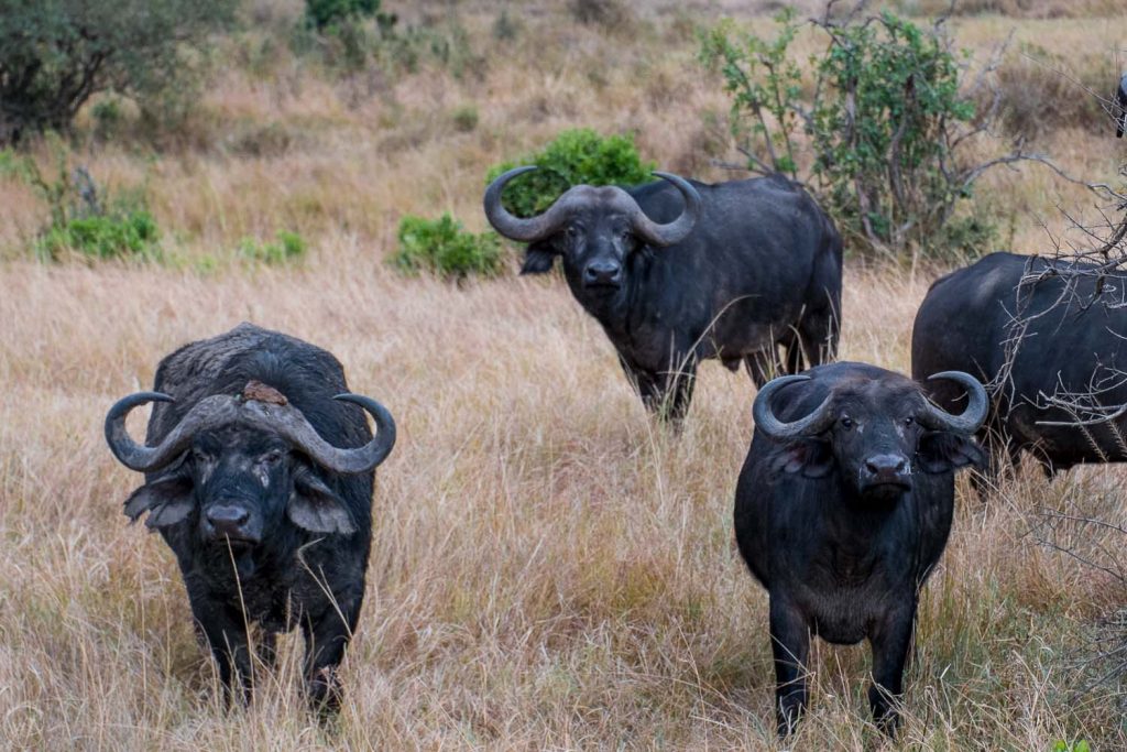 African safari animals, African buffalo, Masai Mara safari, Kenya
