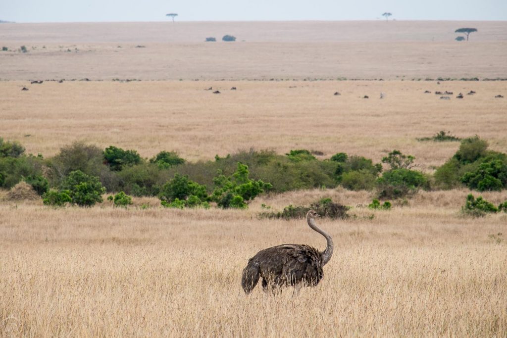 Female ostrich, Masai Mara safari, Kenya