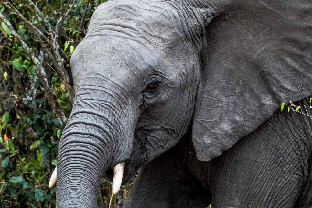 Elephant in the wild on the safari in Kenya