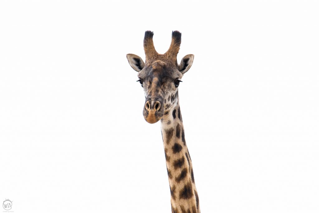 Masai giraffe, Masai Mara safari, Kenya