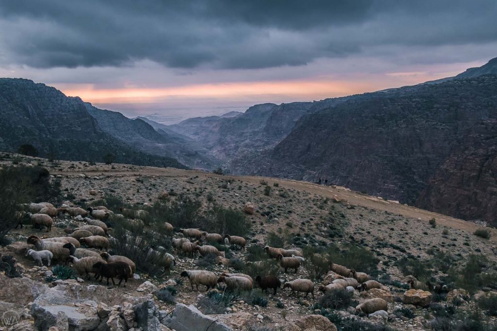 Locals herd the sheep on the slopes above the Dana Nature Reserve in Jordan
