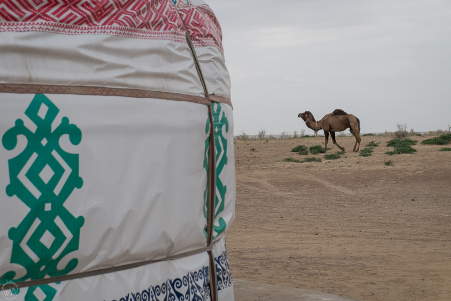 Uzbekistan yurt and a camel near Elliq-Qala
