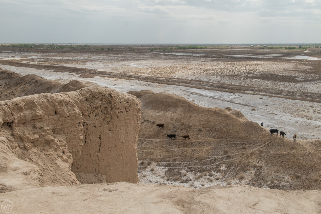 Cows roaming around Toprak Qala, Elliq qala, desert fortresses, Uzbekistan.