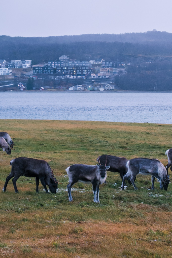 Reindeer in Tromso