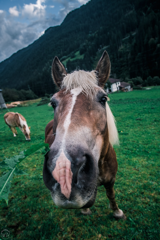 Horses in Montafon, Vorarlberg
