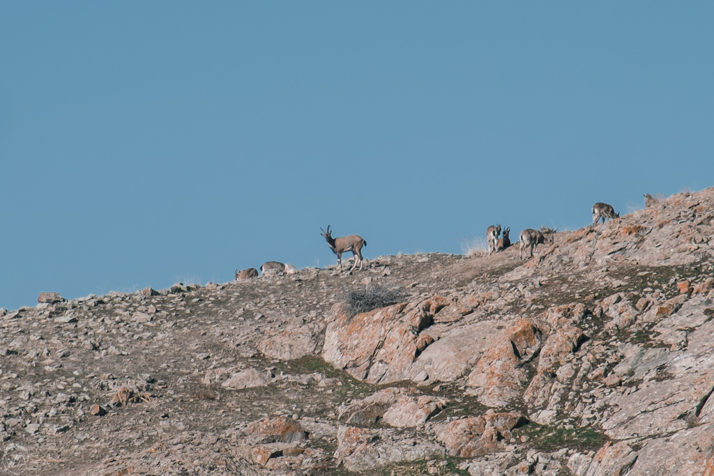 Wild goats in the Alinja castle in Nakhchivan, Azerbaijan