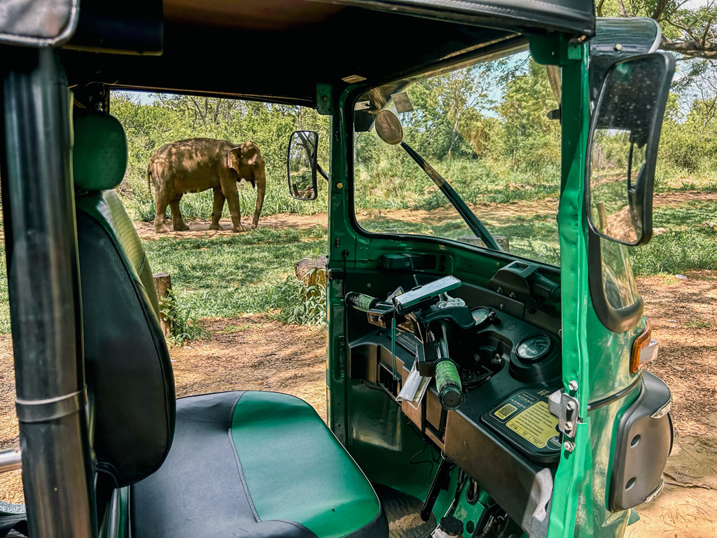 Sri Lanka wild elephant